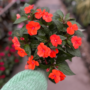 Impatiens