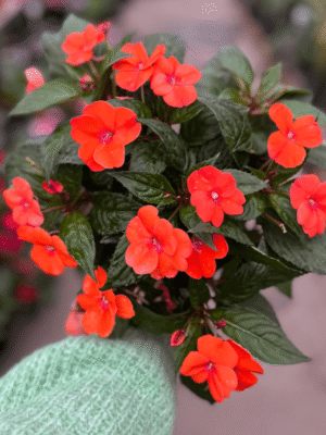 Impatiens