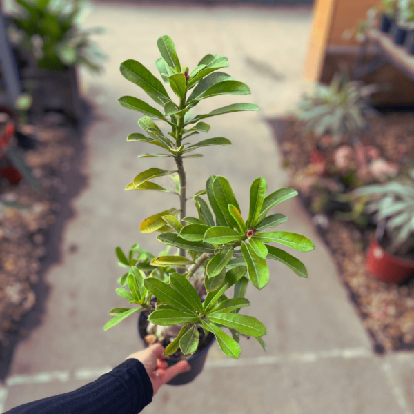 Adenium