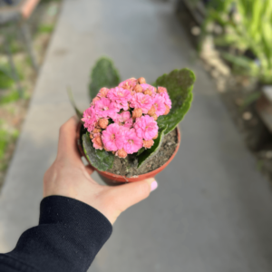 kalanchoe-doble-1