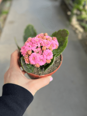 kalanchoe-doble-1