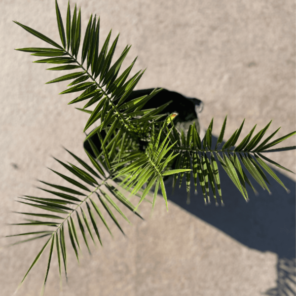 Phoenix-Canariensis-1