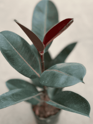 ficus-elastico-cabernet