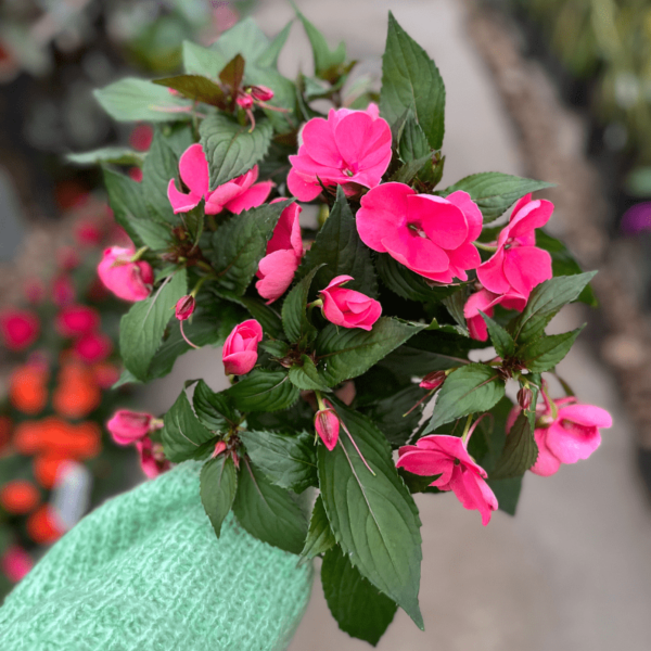 Impatiens-1