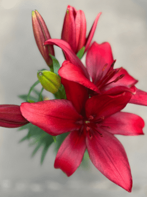lilium-2
