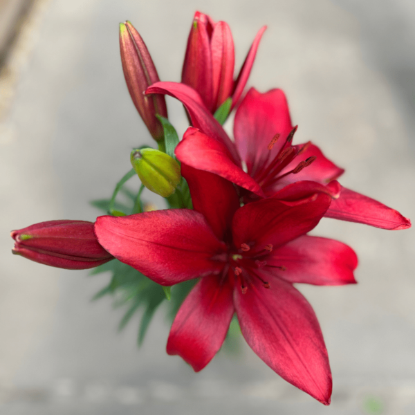 lilium-2