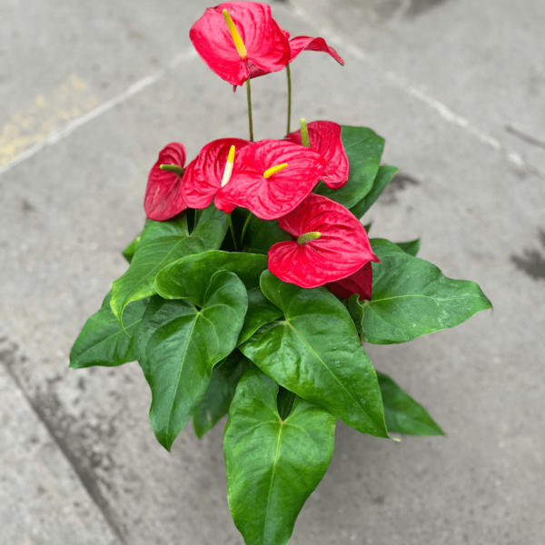 anthurium-1