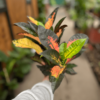 croton-monalisa-1