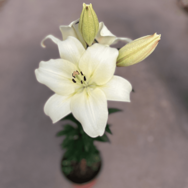 lilium-3