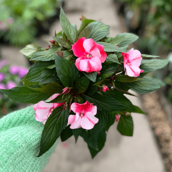 Impatiens-3