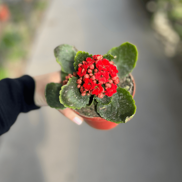 kalanchoe-doble-4