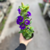 campanula-2