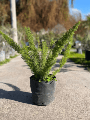 Asparragus-Sprengeri