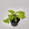 La Lechuga es una planta anual y autógama. Es una de los hortalizas infaltables para cualquier huerta urbana.