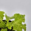 La Lechuga es una planta anual y autógama. Es una de los hortalizas infaltables para cualquier huerta urbana.