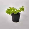 La Lechuga es una planta anual y autógama. Es una de los hortalizas infaltables para cualquier huerta urbana.