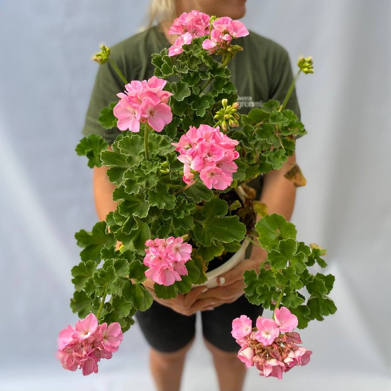 Malvon-europeo-Vivero-Agronomia-1-1