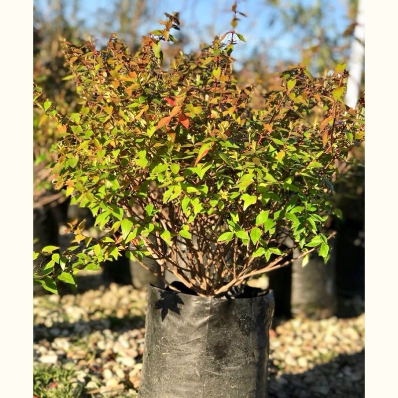 abelia-plantas-exterior-arbustos-vivero-agronomia-11