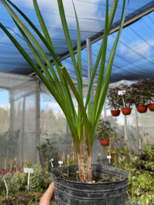 cebolla-verdeo-m12-plantines-huerta-vivero-agronomia-15