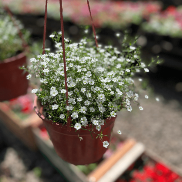 gypsophila