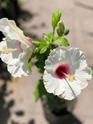 rosa-china-1