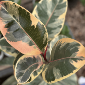 ficus-elastica-variegado-rosa-1