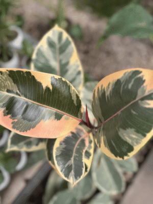 ficus-elastica-variegado-rosa-2