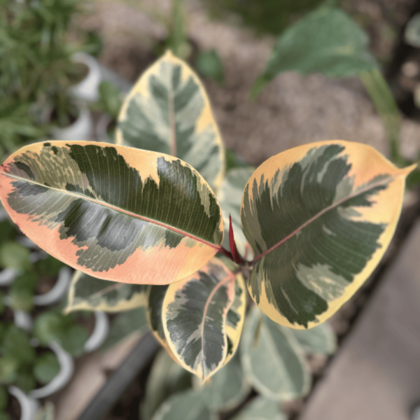 ficus-elastica-variegado-rosa-2