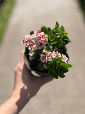 kalanchoe-simple-3