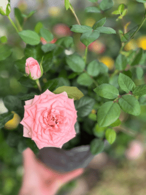 rosa-rococo-1