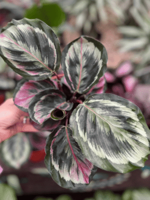 calathea-misty