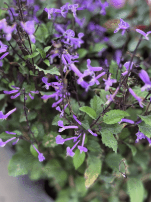 plectranthus-mona-lavender