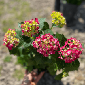 Hortensia