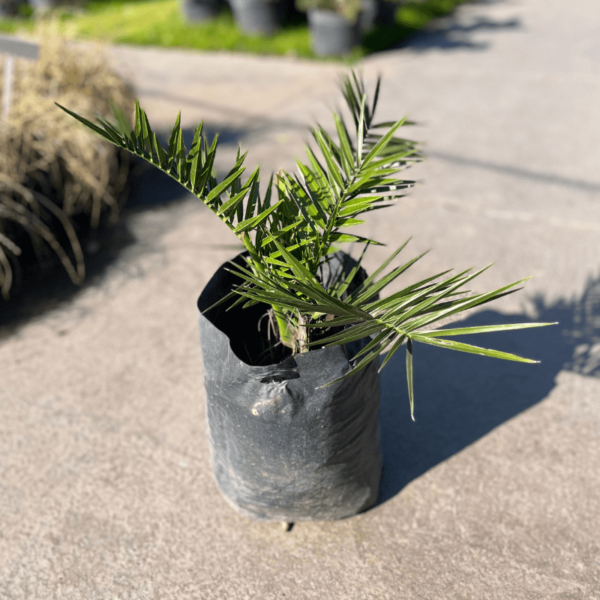 Phoenix Canariensis - Imagen 2