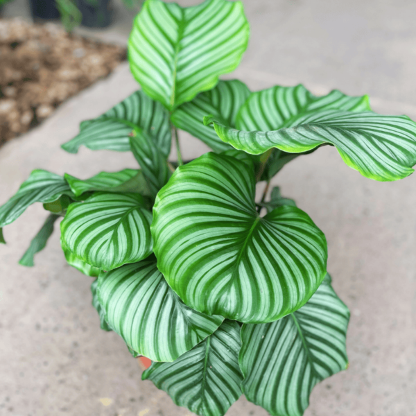 calathea-orbifolia