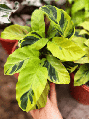 calathea-yellow-fusion