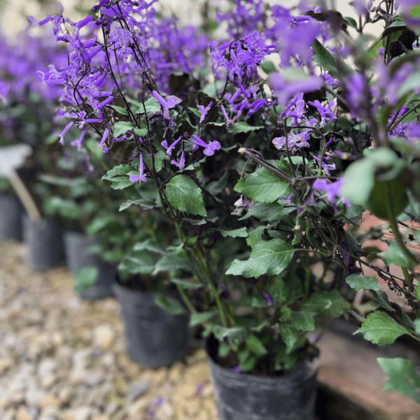 plectranthus-mona-lavender