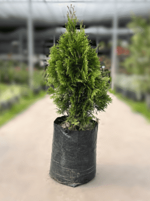 Thuja Occidentalis Smaragd