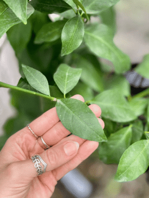 Limonero 4 estaciones E10L