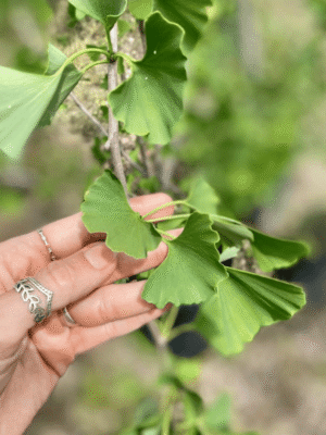 Ginkgo biloba