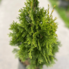 Thuja Occidentalis Smaragd - Imagen 2
