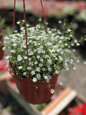 Gypsophila