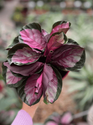calathea-crimson