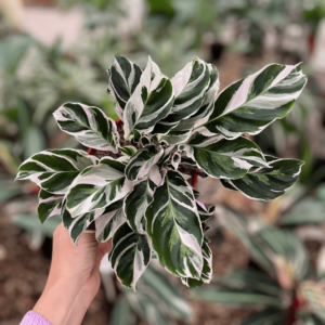 calathea-white-fusion