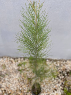 Casuarina