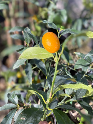 Kumquat