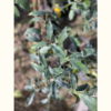 Kumquat - Imagen 2