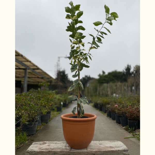 Limonero variegado