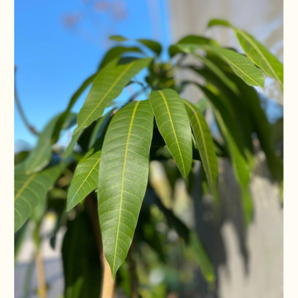 Mango