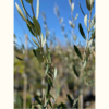 Olivo - Imagen 2